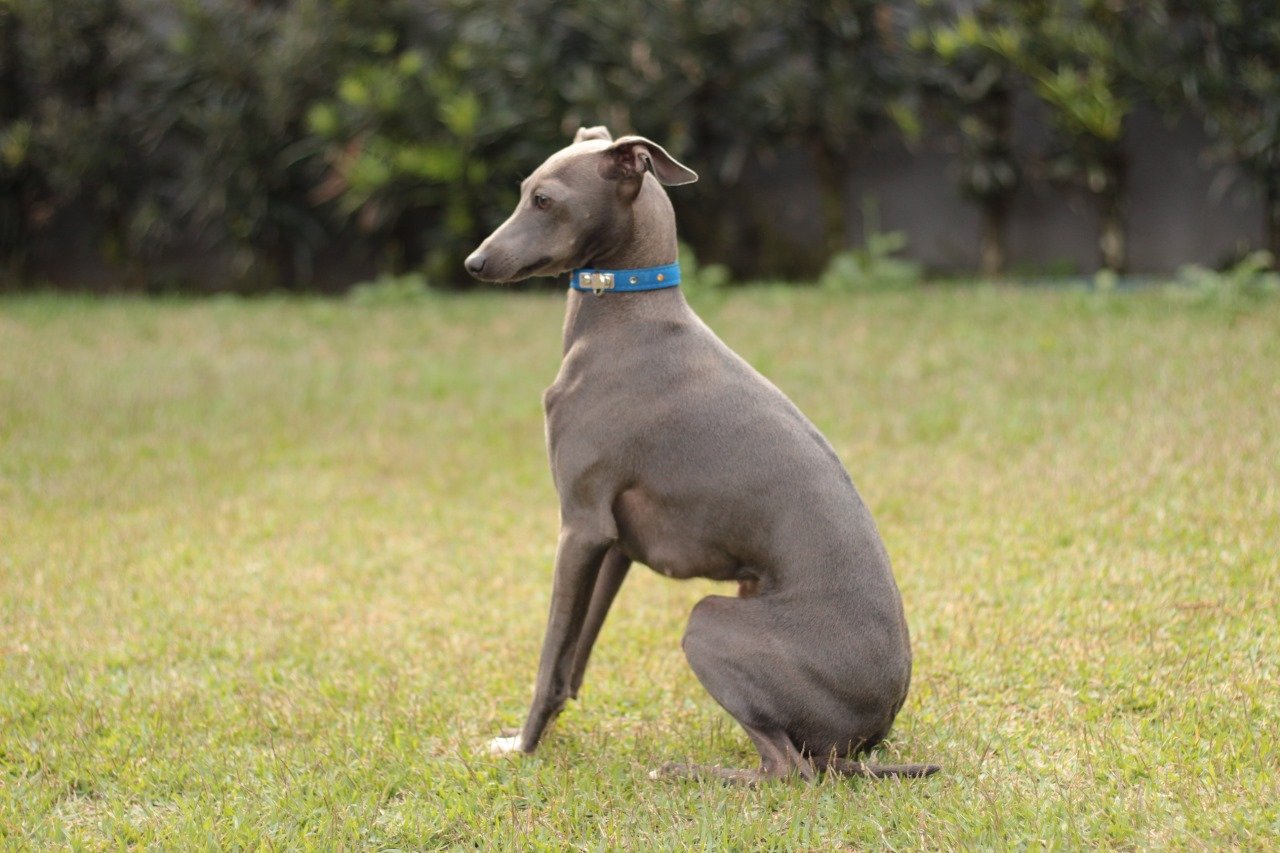 Galgo Italiano: Tudo sobre essa raça e por que o Canil Flor do Tijuco é a escolha certa Galgo Italiano: Tudo sobre essa raça e por que o Canil Flor do Tijuco é a escolha certa