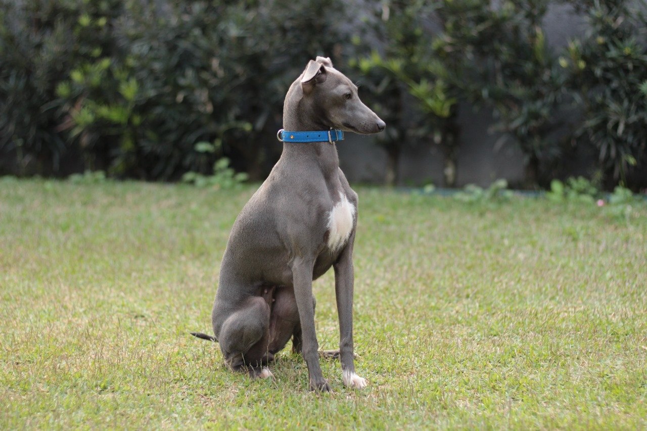 Galgo Italiano: Tudo sobre essa raça e por que o Canil Flor do Tijuco é a escolha certa 26 WhatsApp Image 2025 04 30 at 12.13.09
