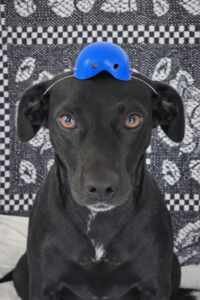 Suporte emocional pet: Cachorra Rockita em treinamento para realizar ações em hospitais 25 WhatsApp Image 2026 01 22 at 15.48.44