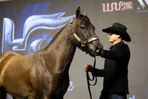 Haras Frange realiza quinta edição do tradicional leilão nos dias 16 e 17 de agosto em São Paulo